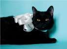 Черная красавица – кошка Лола желает познакомиться