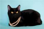 Плюшевая черная кошка Ева в дар