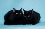 Плюшки-подружки черные кошки Лола и Ева в дар 