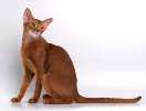 Приму в дар котенка Абиссинской кошки или Сомалийской кошки