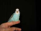 Волнистые попугаи обычные и выставочные(Чехи)
