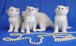 Британские короткошерстные котята (Серебристая шиншилла с изумрудными глазками)