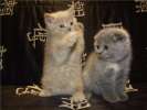 Скоттиш фолд и страйт-Шотландские (вислоухие и прямоухие) элитные котята