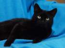 Черная кошка – красавица Багира в дар