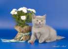 Британские котята голубые и лиловые. Звоните! 8-916-611-44-96