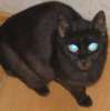 Красивая черная кошка Багира в дар 