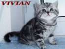Британские  мраморные котята  из питомника VIVIAN