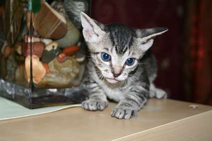 Котёнок Донского сфинкса, голубые глаза, недорого!!!