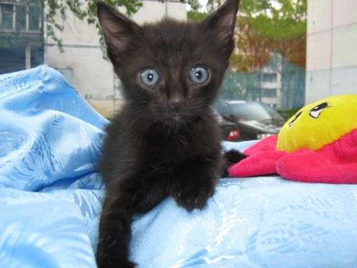 Черный глазастый котенок-мальчик, 2 мес