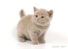 Британский лиловый котенок. Звоните! 8-916-611-44-96
