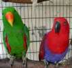 Благородный попугай, или двухцветный попугай 