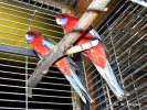Пенатовые розеллы – попугаи нашего разведения