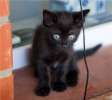 черный котенок в дар