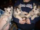 Сибирский хаски щенки бесплатно