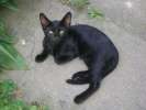 Чёрные Бомбейские котятки -2,4 мес