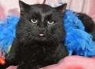 Черный плюшевый котик в дар!