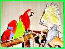 Птенцы попугаев, взрослые птицы, канарейки, декоративнаые пернатые
