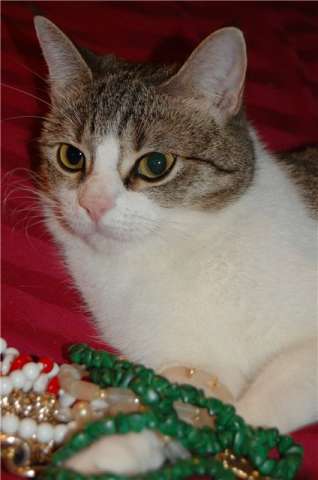  Кошка Ясмин с необыкновенными глазами ищет дом!