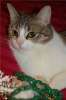  Кошка Ясмин с необыкновенными глазами ищет дом!