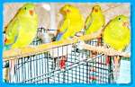 Питомник разведения попугаев канареек Продажа птиц