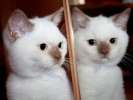 Британский котик окраса циннамон-пойнт