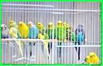 Продаю волнистых попугаев птенцы самки от 300 самцы от 500. Редких расцветок арлекины пёстрые желтол