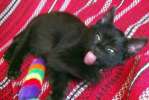 Черная кошка Маргошка 3 мес.