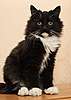 Пушистый котёнок- чёрный маркизик в дар, 5,5мес.