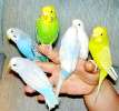 Волнистые попугаи домашнего разведения, птенцы