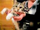 Суперласковые чистенькие котятки 6 месяцев ищут дом и любящую семью!