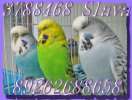 Волнистые попугаи, птенцы самки
