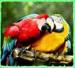 Питомник разведения попугаев, канареек.   Большие, крупные, средние, малые виды птиц.