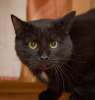 Черныш - храбрый харизматичный котик с удивительной историей в добрые руки!