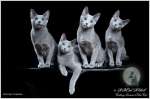 Русские голубые котята из питомника RBCat*RUS