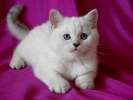 Элитный британский котик шиншилла с голубыми глазами!