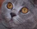 Котёнок британчик Маугли серебристого окраса не с простой судьбой ищет заботливых и любящих хозяев!
