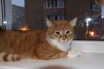 Красавец рыжик Миша, очень добрый и ласковый кот в добрые руки!