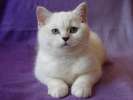 Британский котик редкого окраса шиншилла поинт с голубыми глазами!