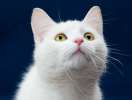 Белоснежный игривый котенок Нильс ищет родителей!