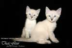 Тайские котята: сил и блю пойнт тебби