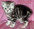 Британские котята черный мрамор на серебре из пито