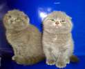 Два шотландских вислоухих котика с супер ушками