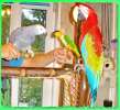 Элитные - Чудные попугаи из Питомника, канарейки продаю. Клетки.корм, минераллы