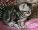 Британские котята шоколадный мрамор из питомника v