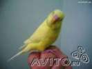 Продаю птенцов волнистого попугая