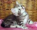 Британские  котята шоколадный мрамор на серебре из