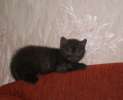 британский котенок Дымок- окрас черный дым