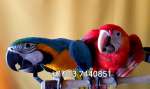 Попугаи ара - ручные птенцы из питомника