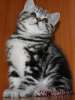 Британские котята черный мрамор на серебре из питомника VIVI