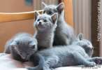 Элитные котята Русской голубой кошки